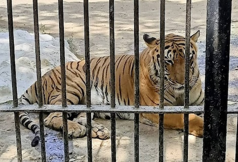 Sakkarbaug Zoological Gardens
